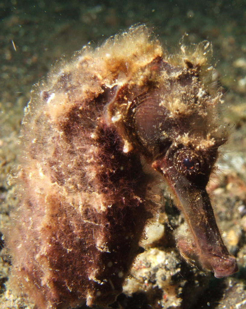 Hippocampus taeniopterus (Ippocampo comune)